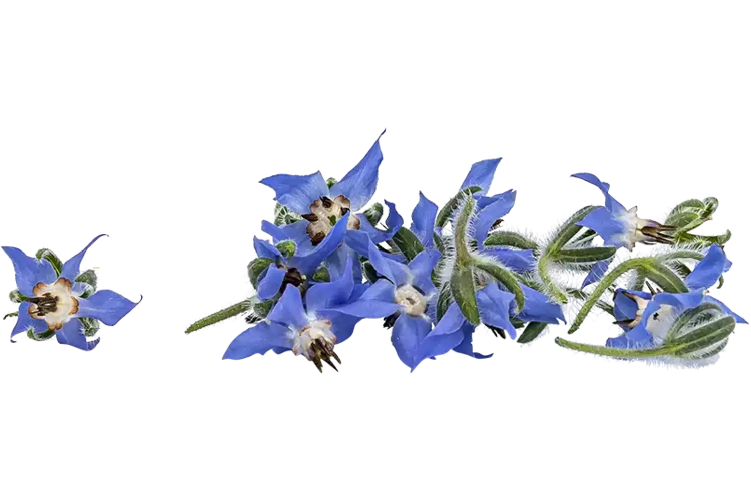 Eetbare bloem Borage (20-25 st.) stuk 1