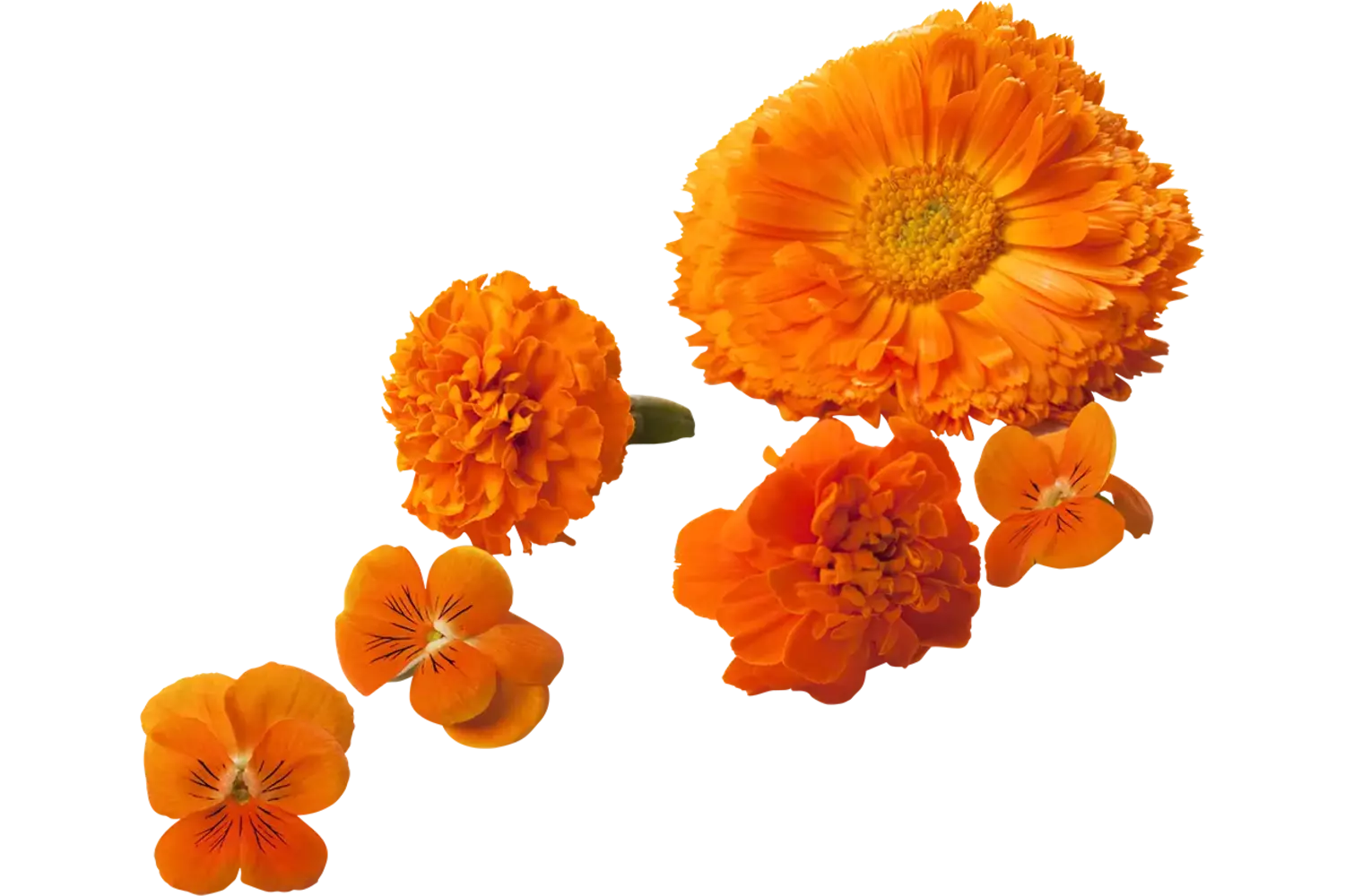 Eetbare bloem Oranje mix 18-23 st stuk 1