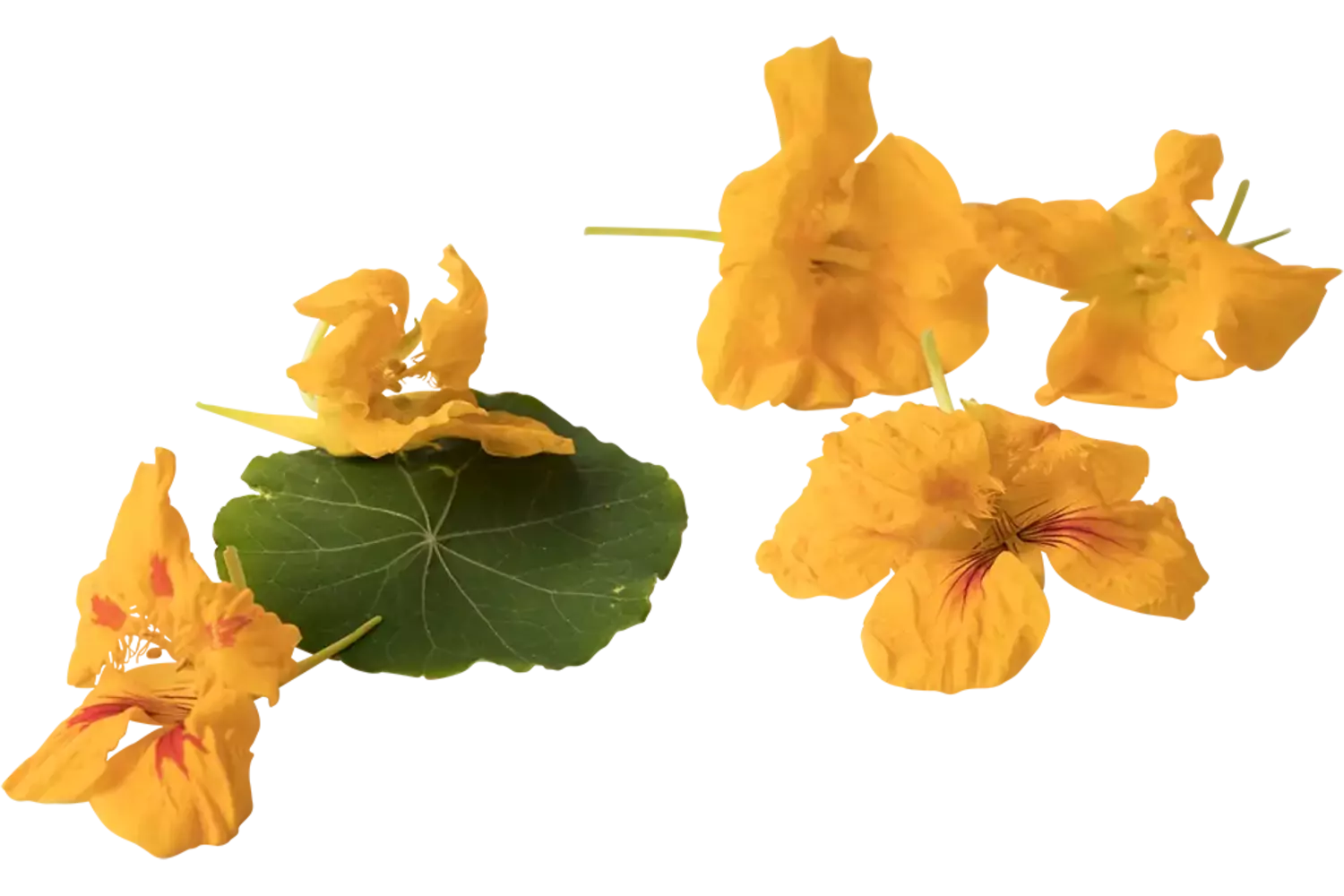 Eetbare bloem Capucijnerbloem 20st. stuk 1