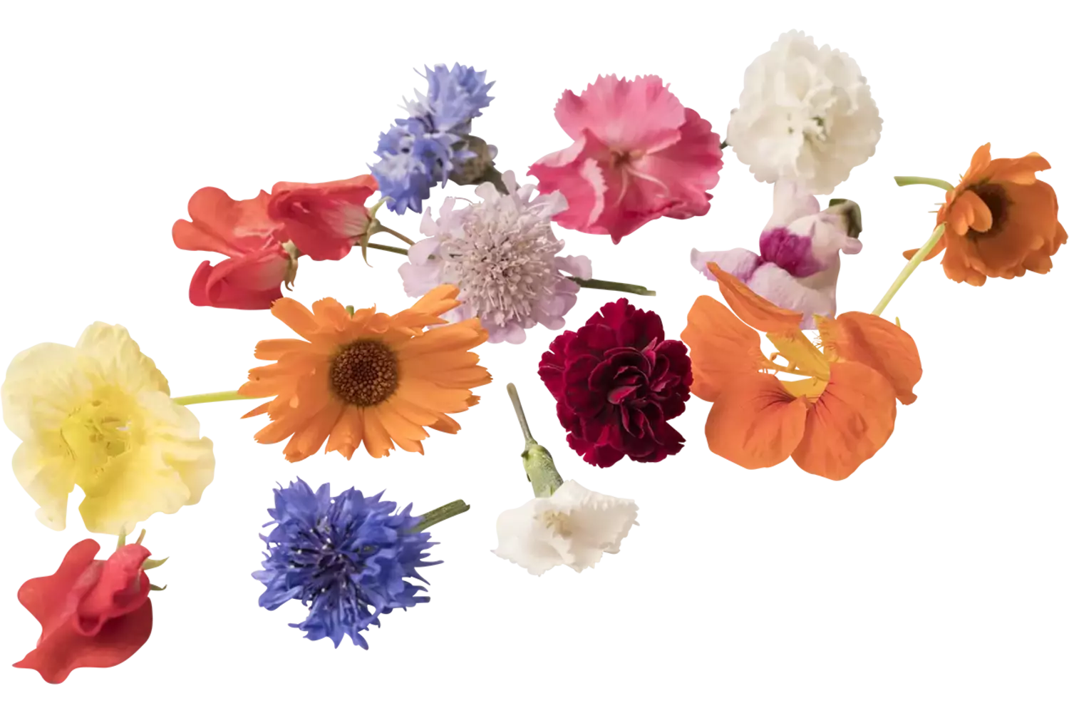 Eetbare bloem mix BOX groot 50st stuk 1