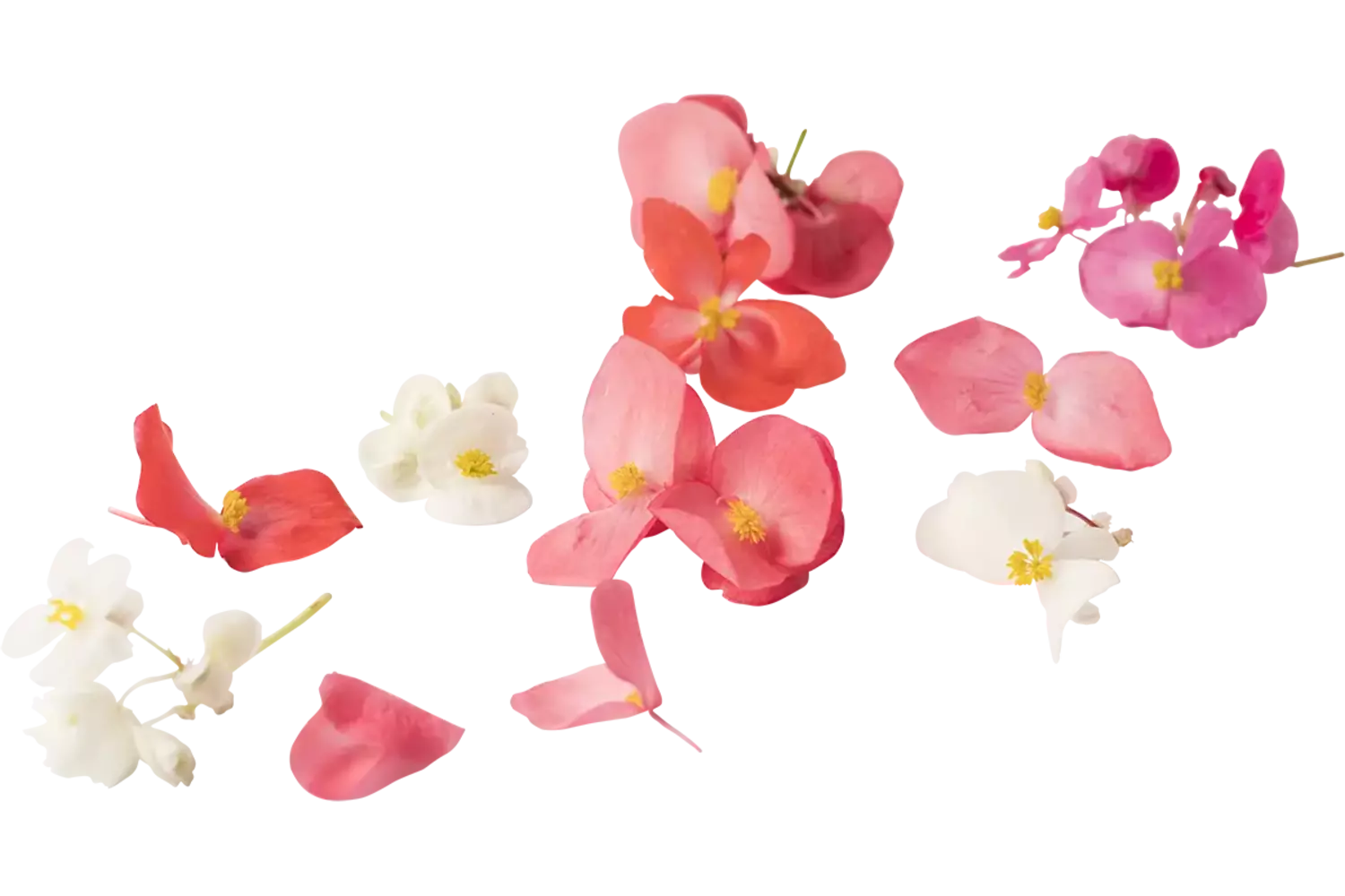 Eetbare bloem Begonia groot 35st stuk 1