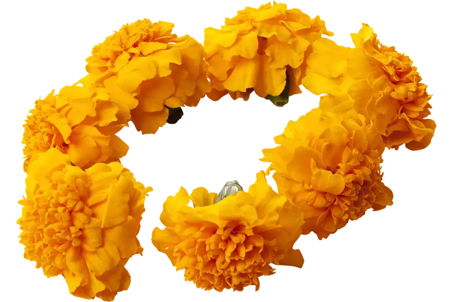 Eetbare bloem Afrikaantjes (33st.) stuk 1