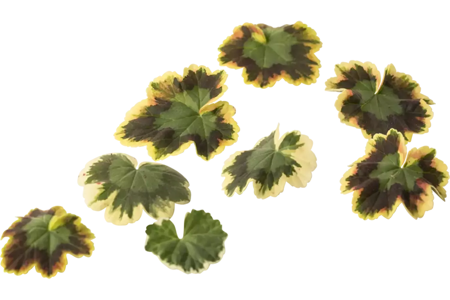 Bloem citroengeranium (pelar leaves) stuk 1