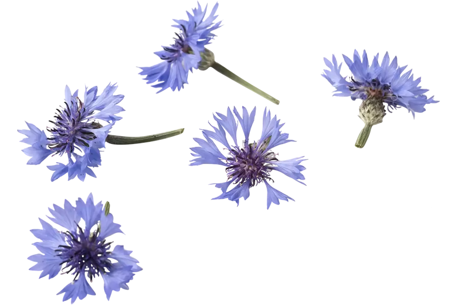Eetbare bloem Korenbloem blauw 20-25st stuk 1