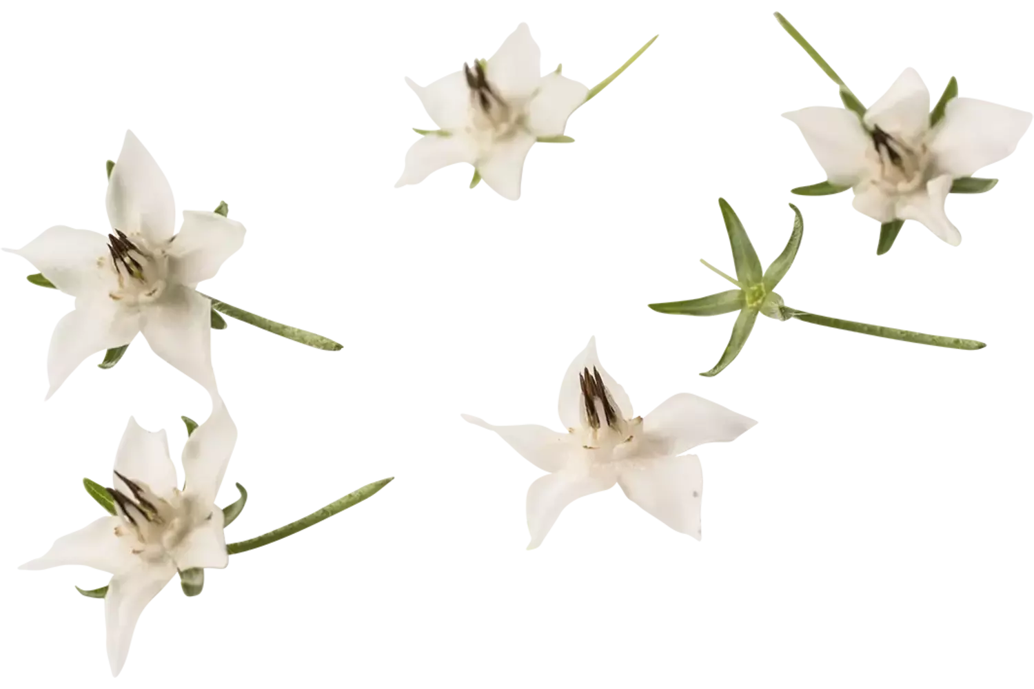 Eetbare bloem Borage wit 20st. stuk 1