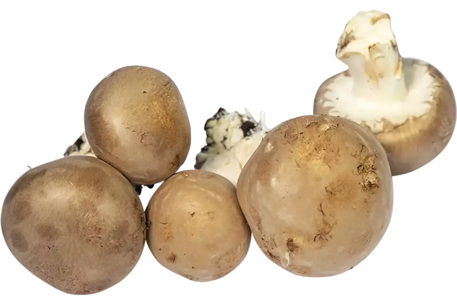Grotchampignons doos 1kg stuk 1