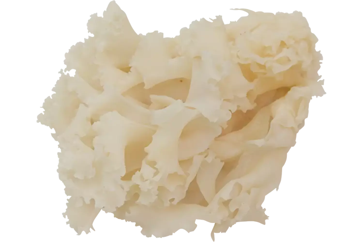 Sparassis doos 1kg stuk 1