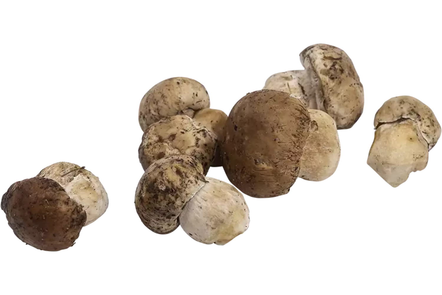 Cepes heel 1kg stuk 1