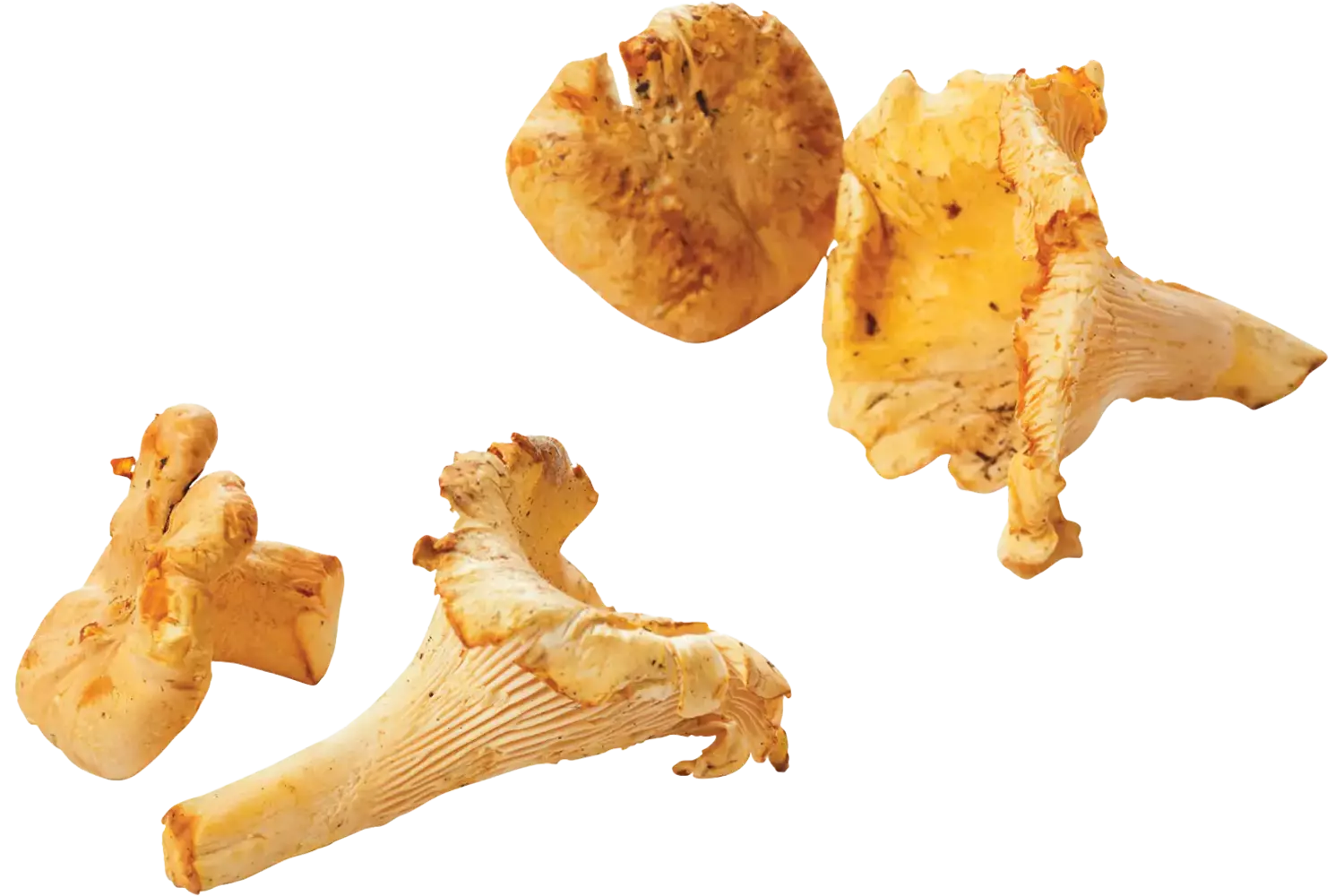 Cantharellen girolles fijn 1kg stuk 1