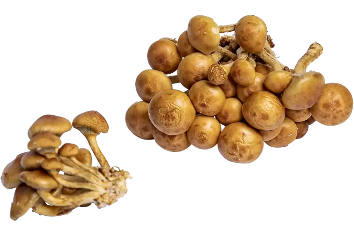 Nameco 500gr stuk 1