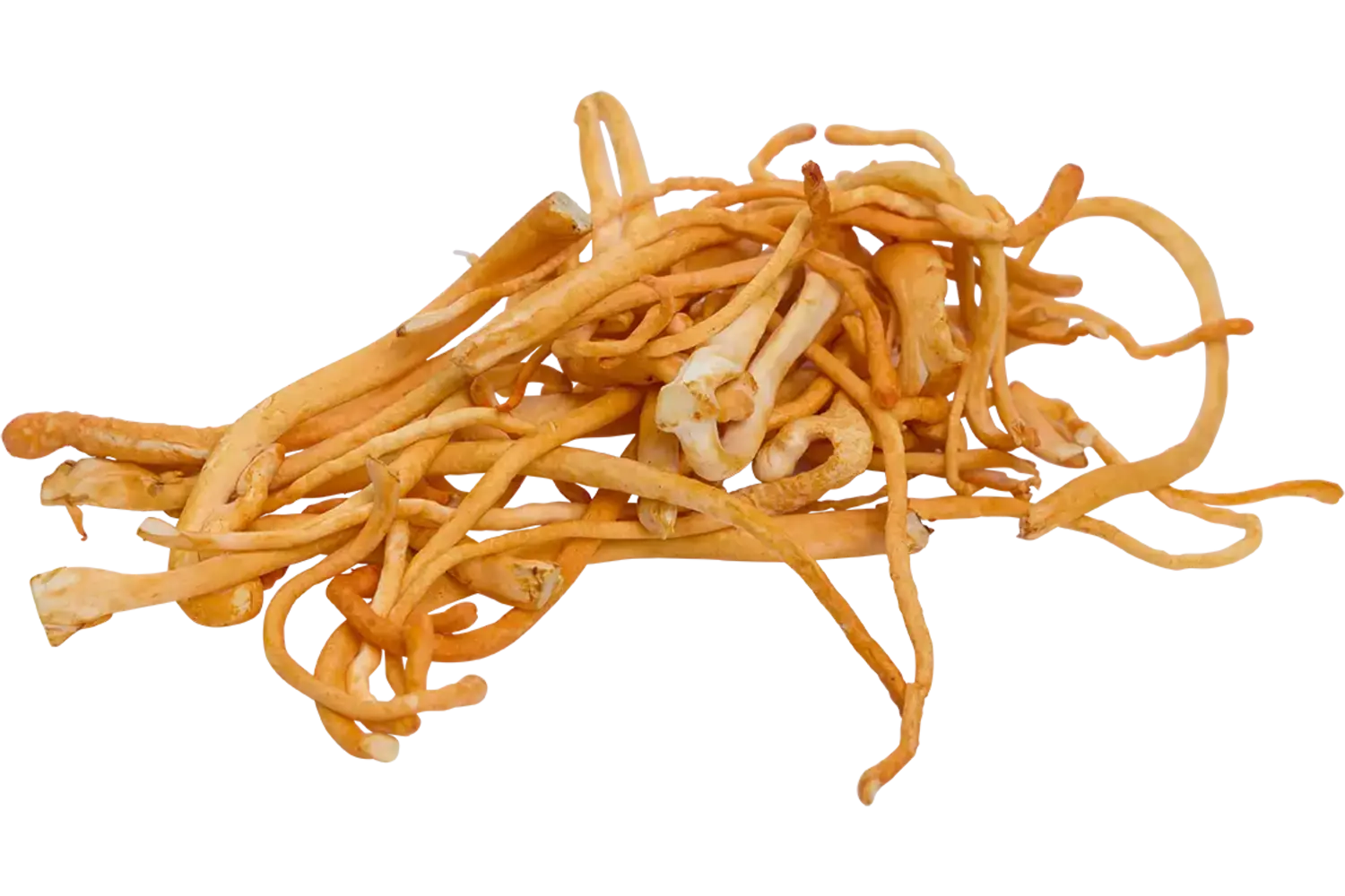 Cordyceps 500gr stuk 1