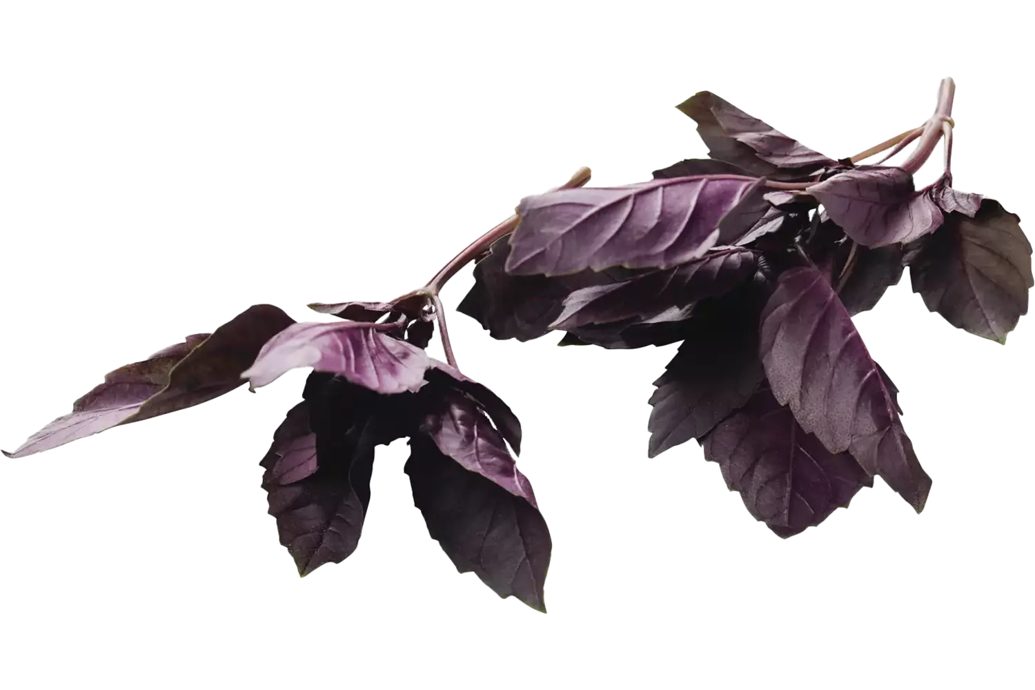 Basilicum rood 75-80gr stuk 1