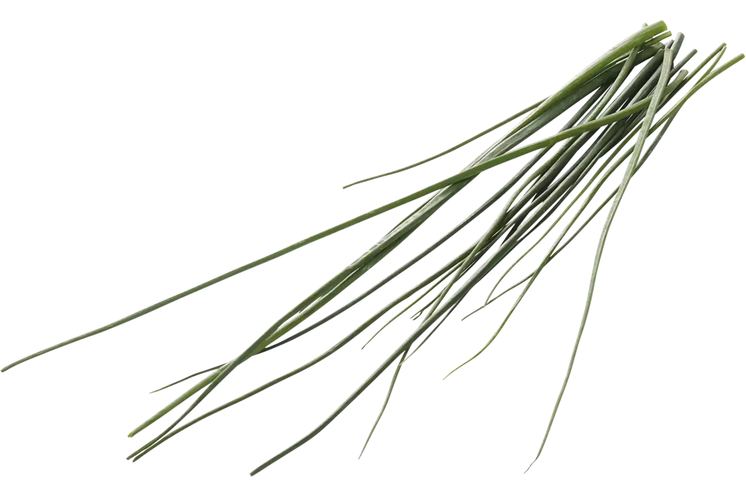 Bieslook 15gr stuk 1