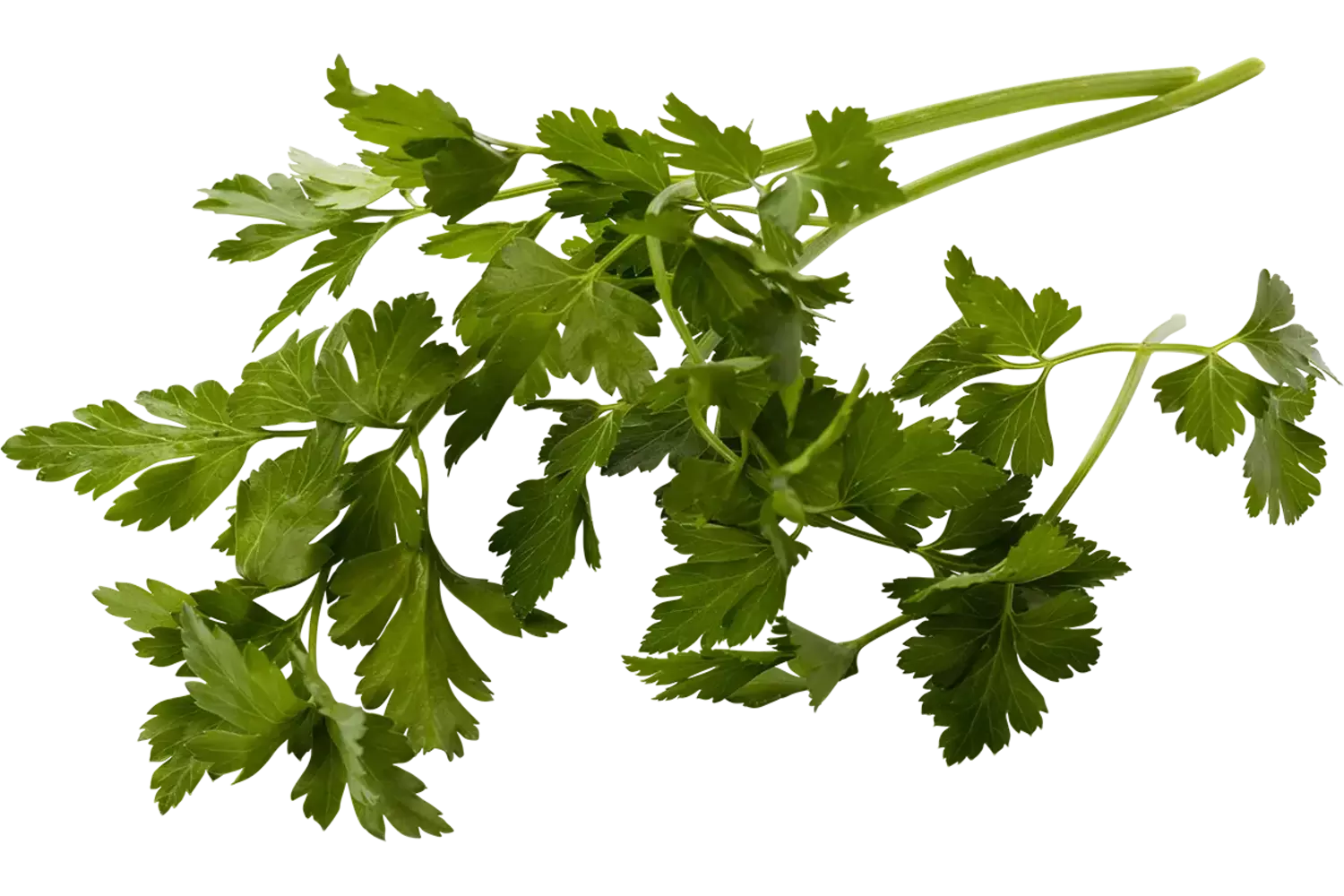 Bladpeterselie 15gr stuk 1