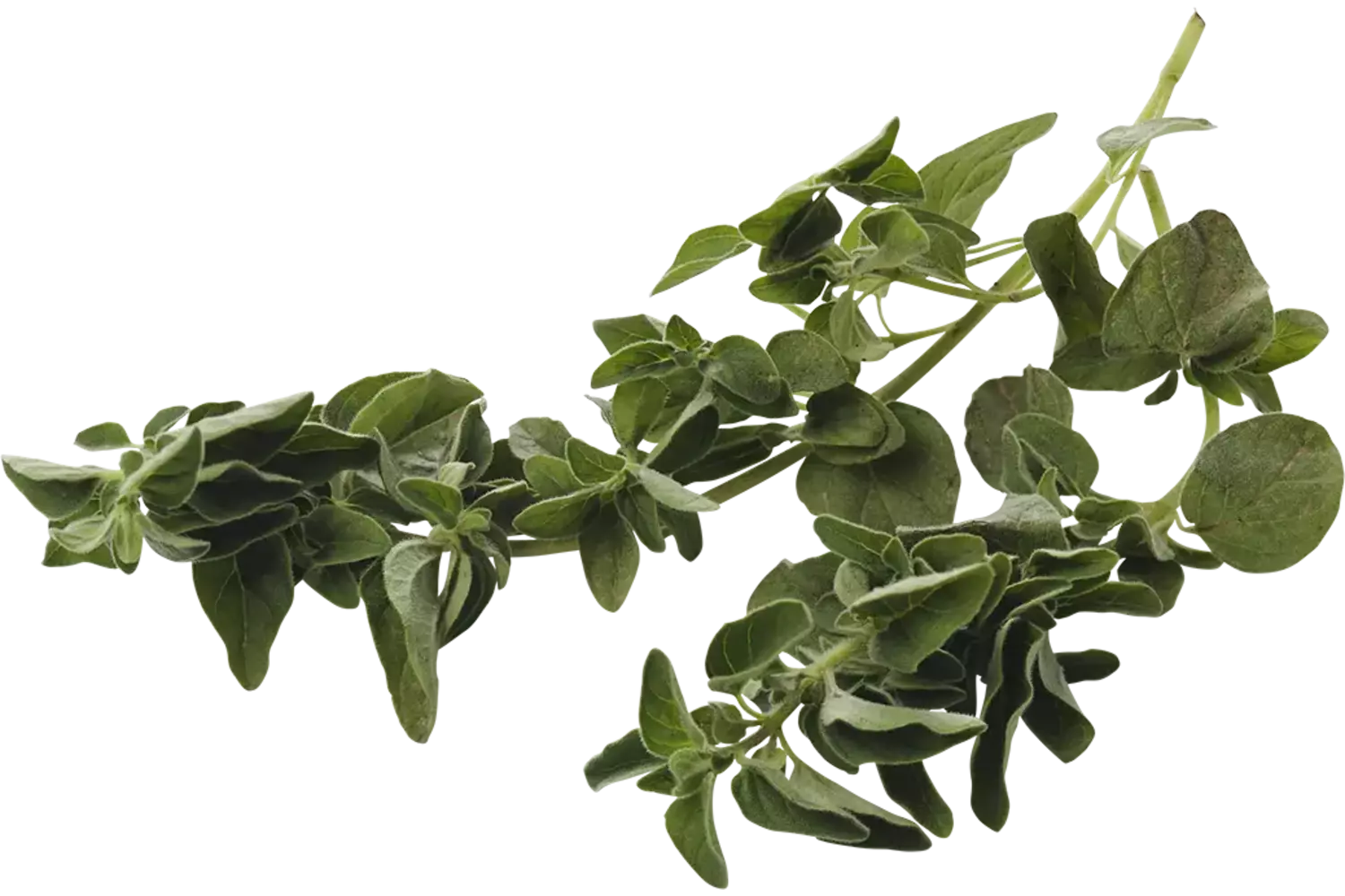 Oregano klein 15gr stuk 1