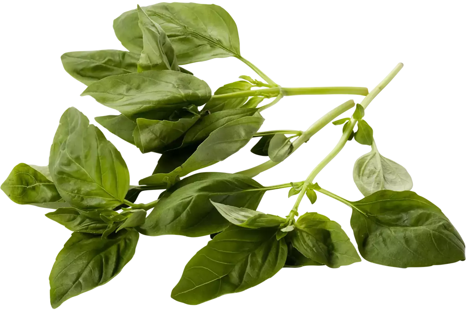 Basilicum 75-80gr stuk 1