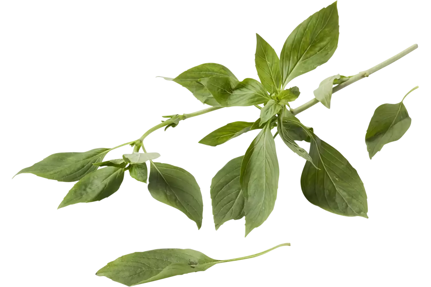 Thaise basilicum stuk 1