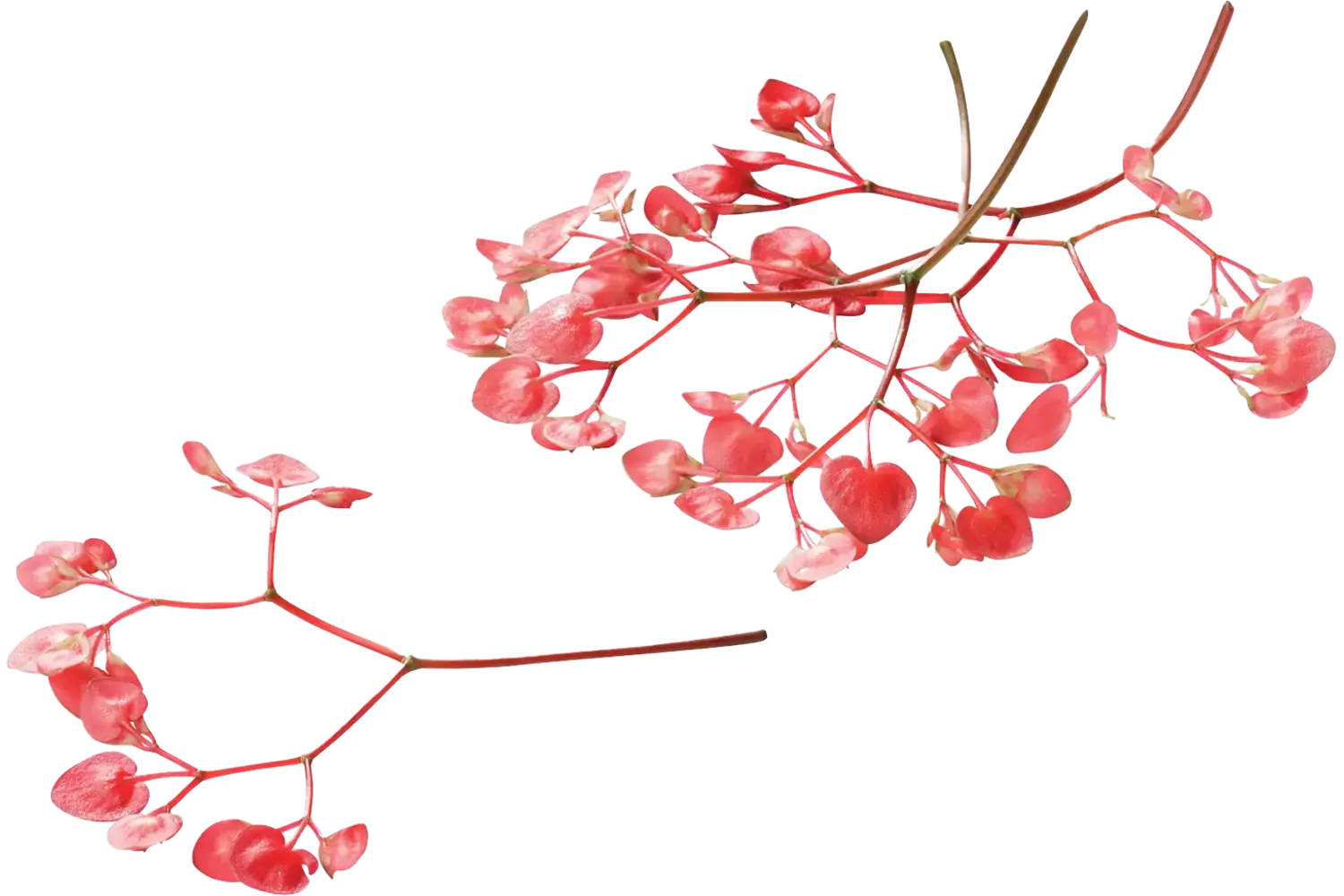 Apple blossom (+-- 100 bloemen schaal) stuk 1