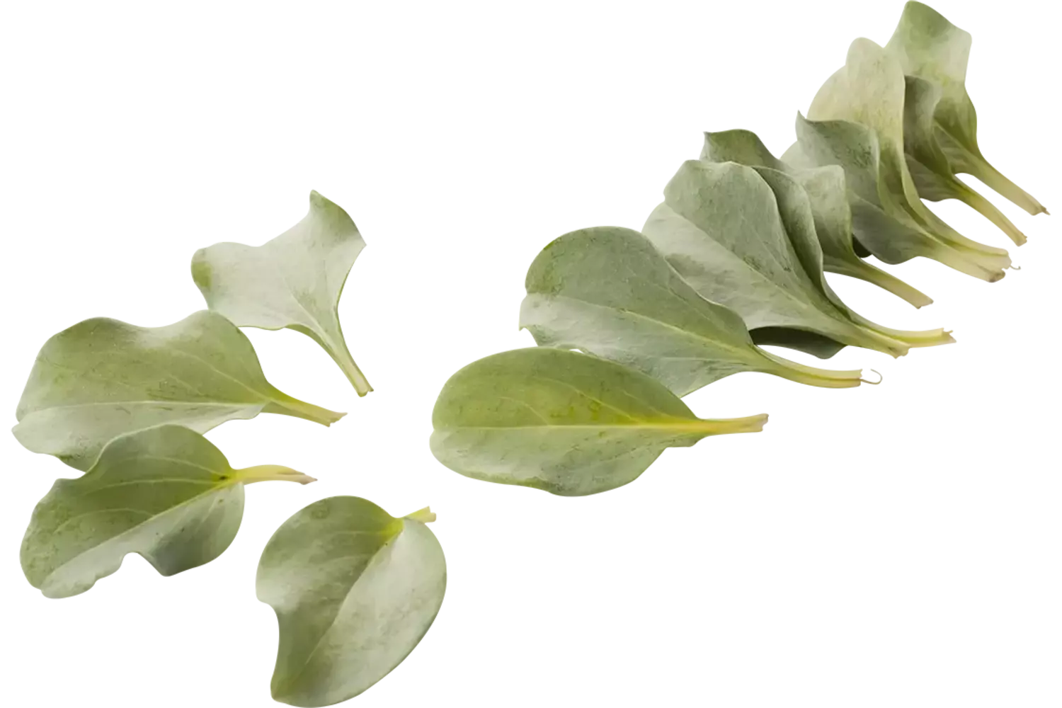 Oyster leaves (+-- 50 blaadjes-schaal) stuk 1