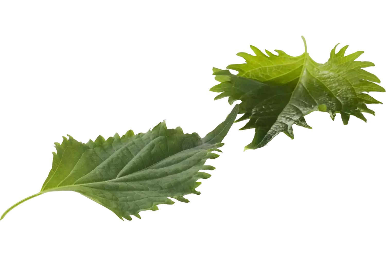 Green leaves (15 blaadjes-schaal) stuk 1