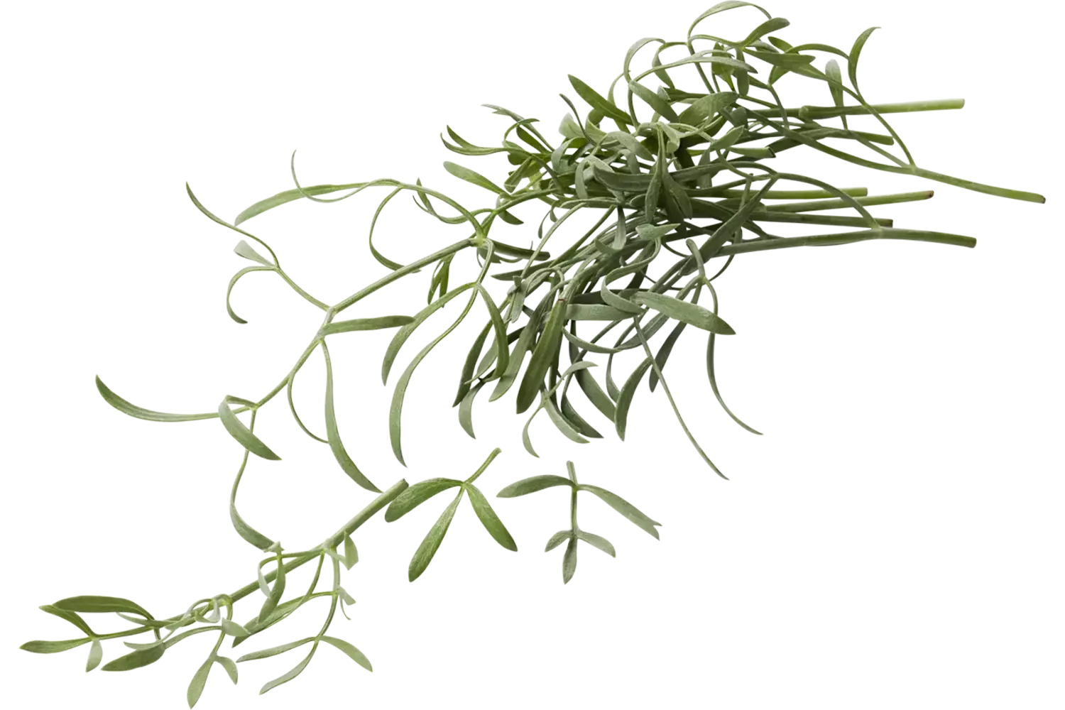 Zeevenkel (Sea Fennel) 50 gr. stuk 1