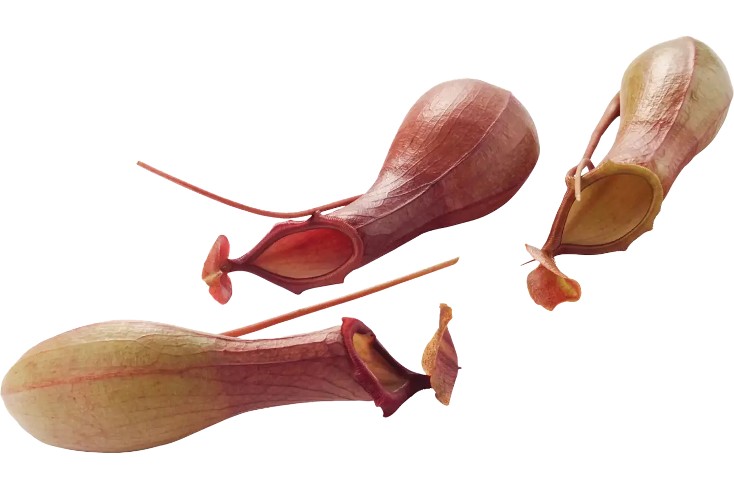 Venus vase per stuk 4 kelken 1