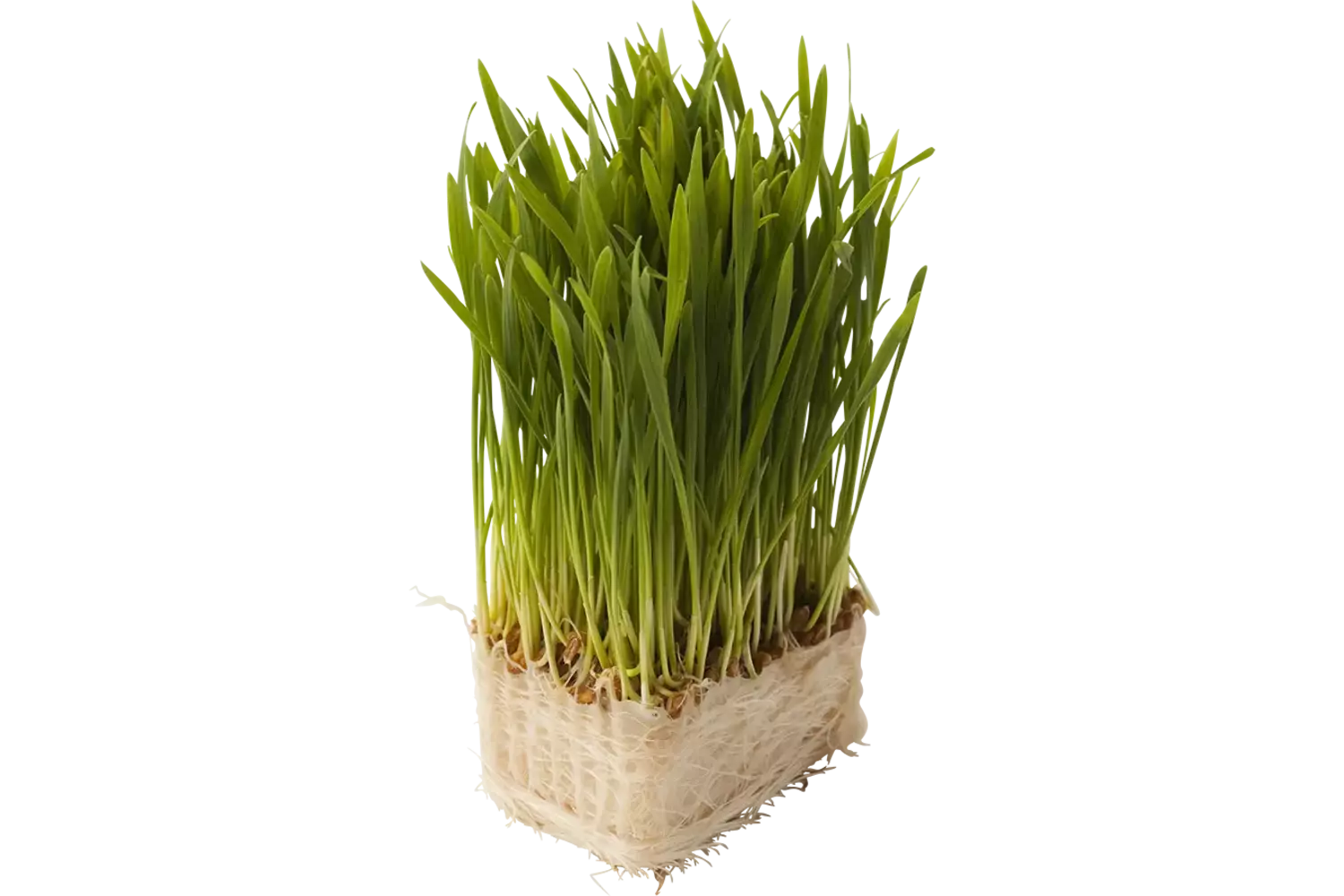 Wheat grass stuk 1