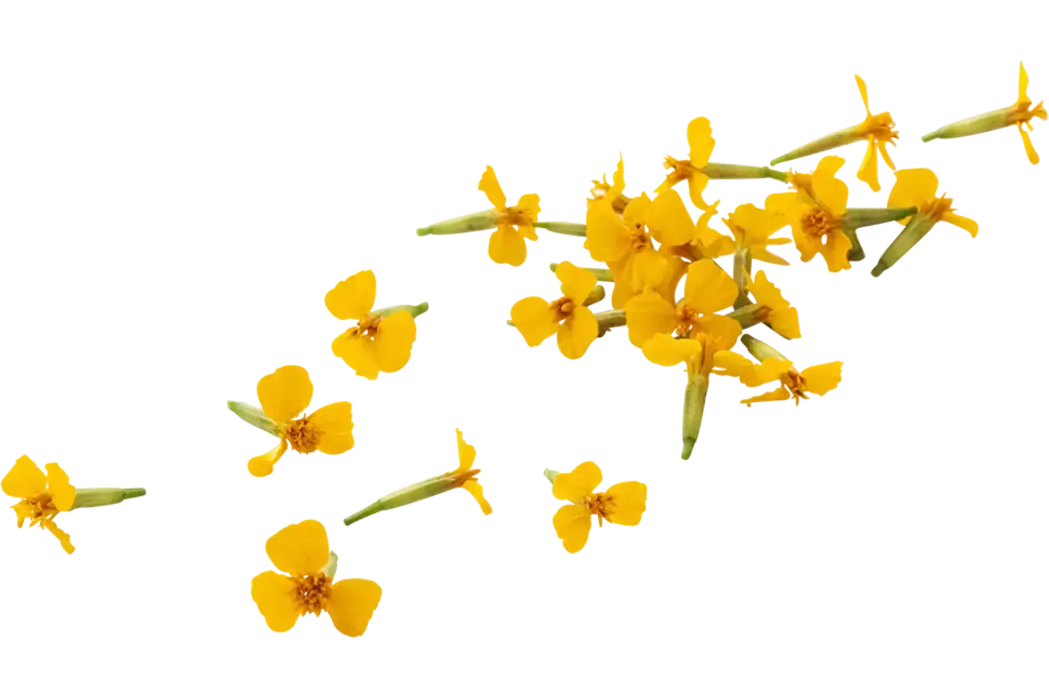 Anise blossom (+--25 bloemen-cupje) stuk 1