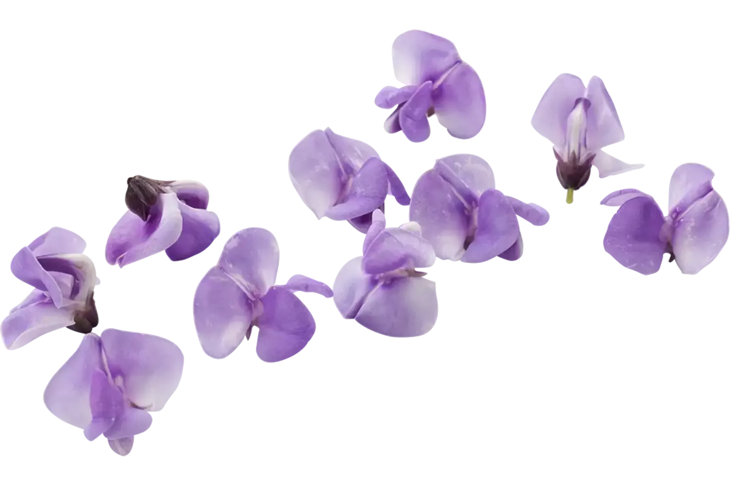 Bean blossom (+--20 bloemen-cupje) stuk 1