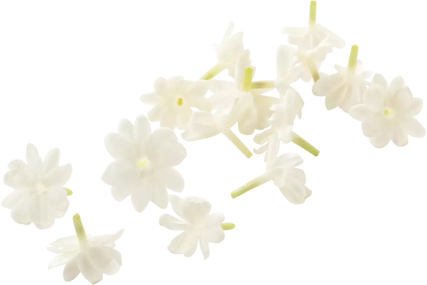 Jasmine blossom (+--25 bloemen-cupje) stuk 1