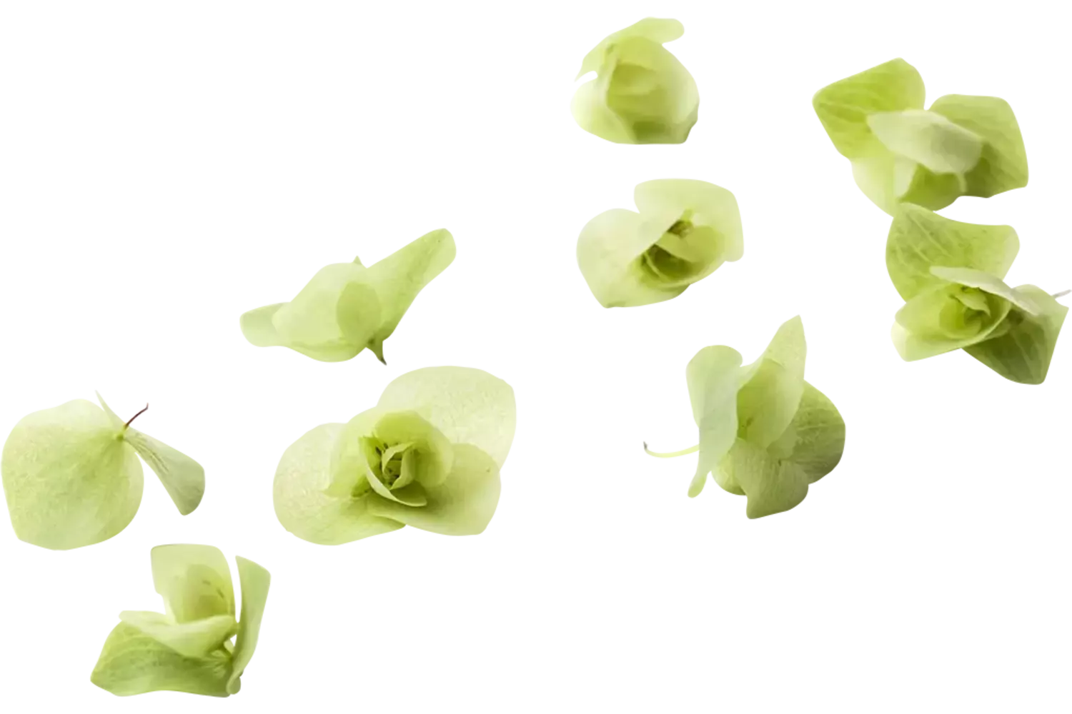 Floregano (+-- 20 bloemen-cupje) stuk 1