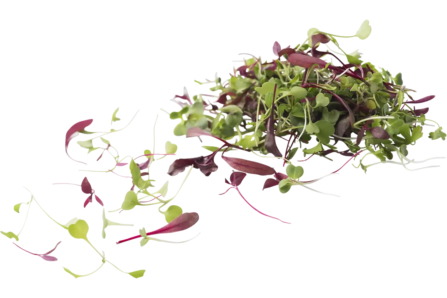Micro leaves salad mix 30gr. stuk 1
