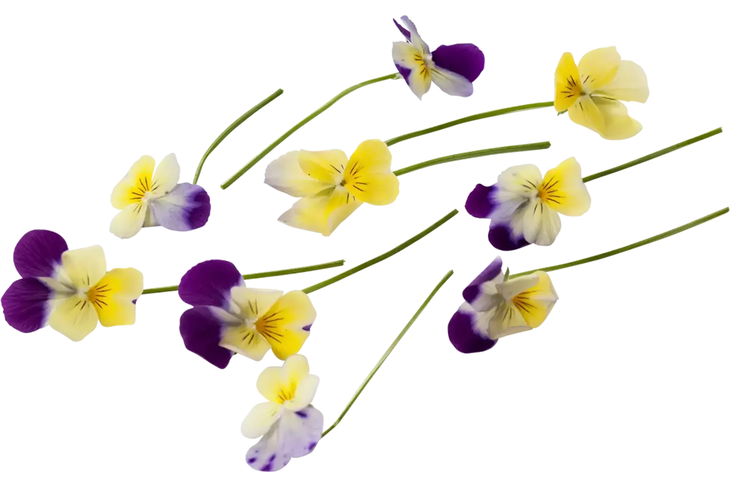 Cornabria Blossom (+--50 bloemen a 2,5g) stuk 1