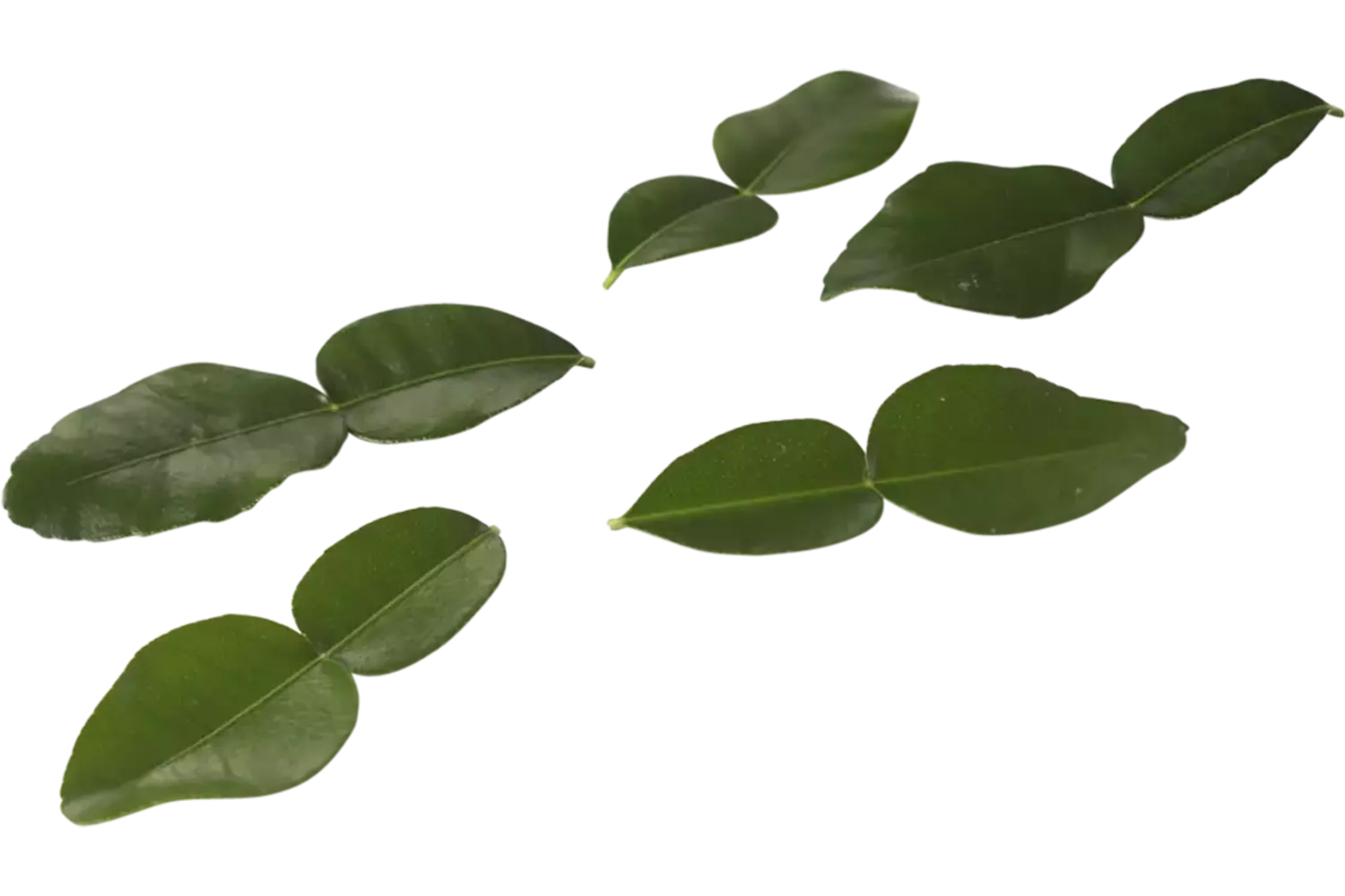 Kaffir Lime Leaves (25 blaadjes-schaal) stuk 1