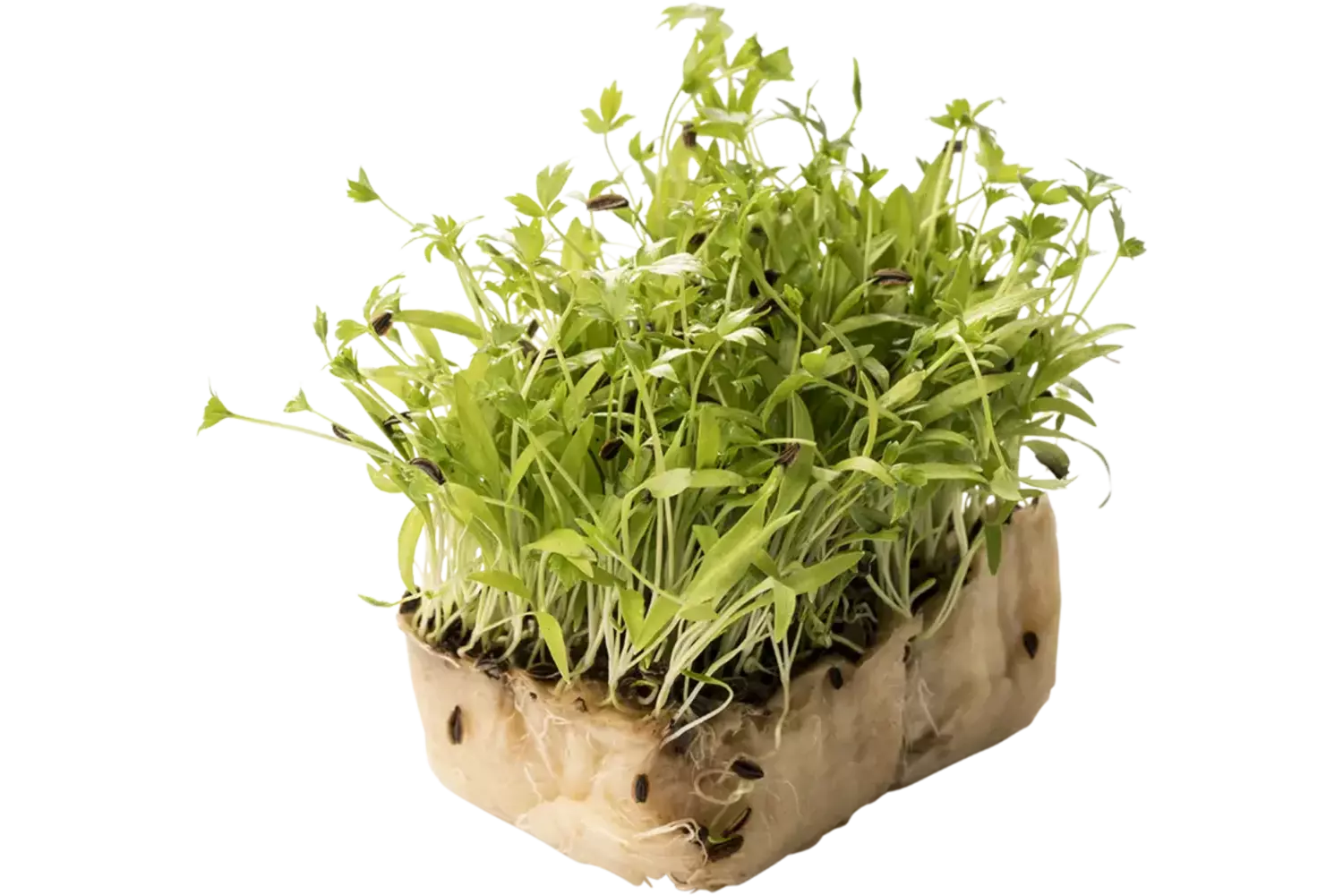 Motti Cress Single stuk 1