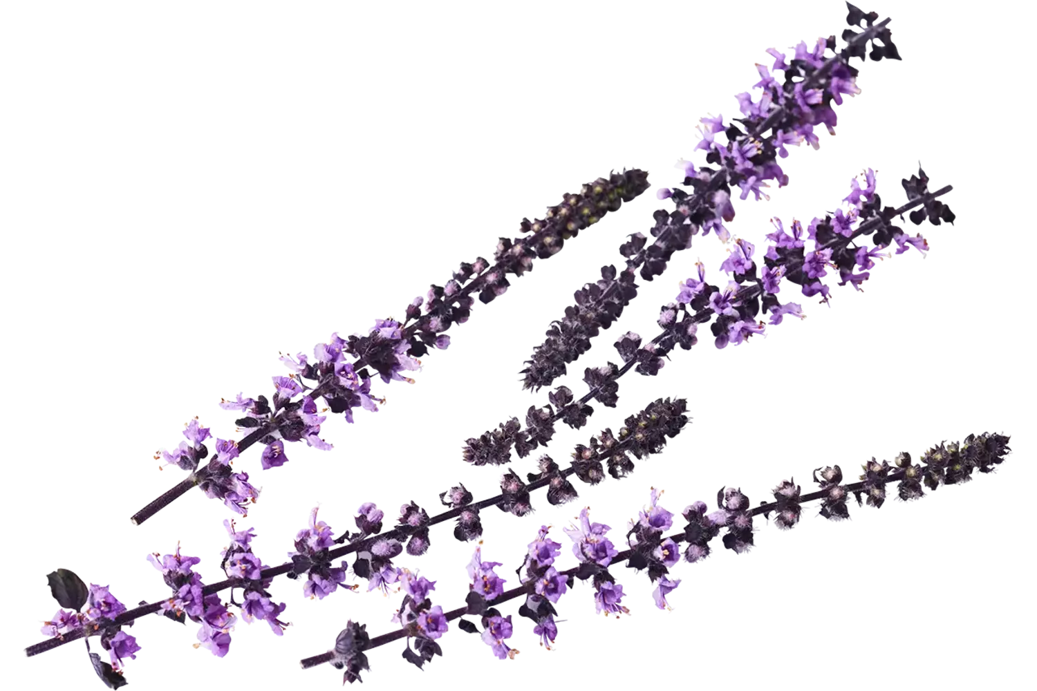Zallotti Blossom stuk 1