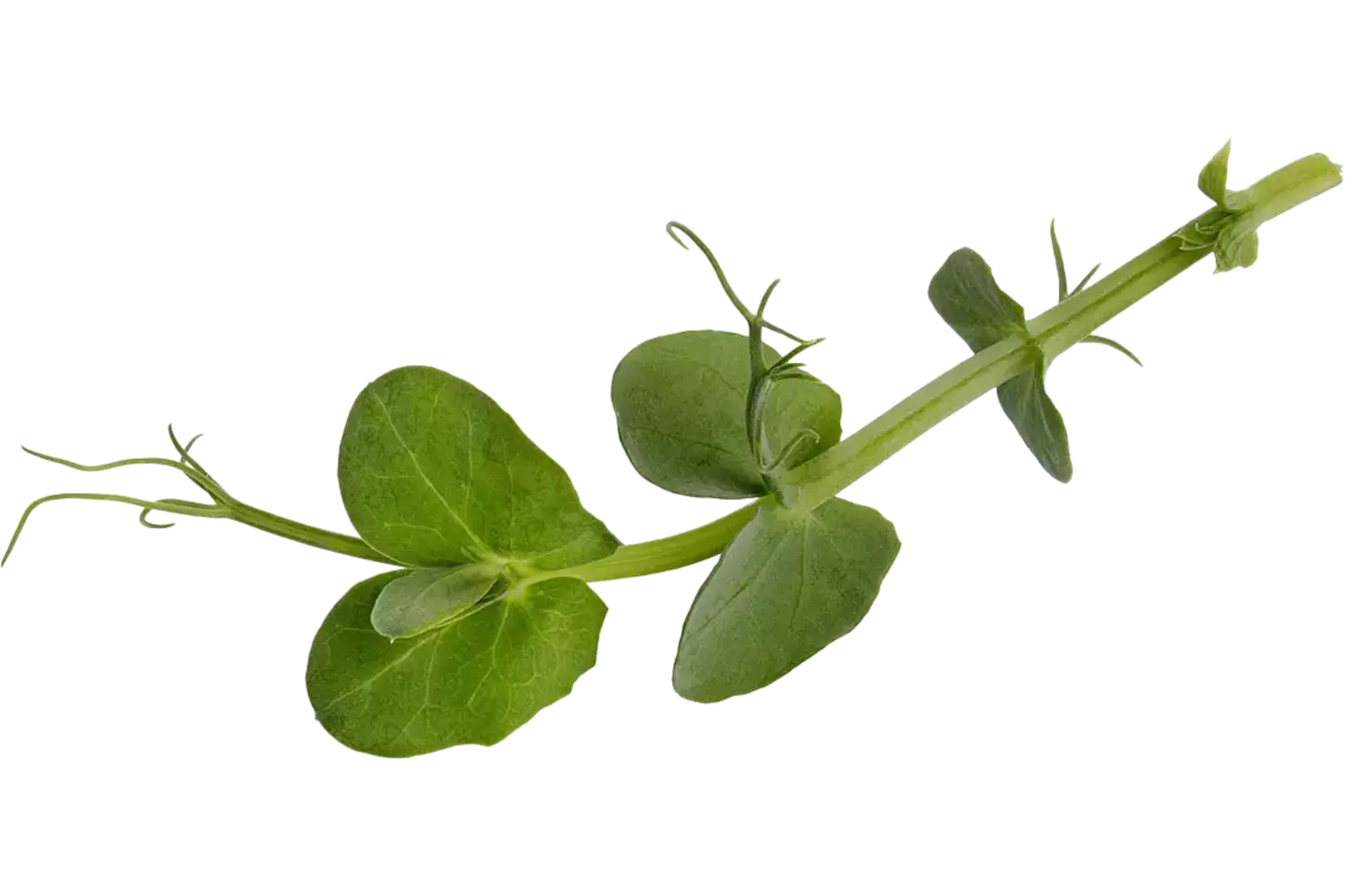 Tendrill Pea 120gr stuk 1