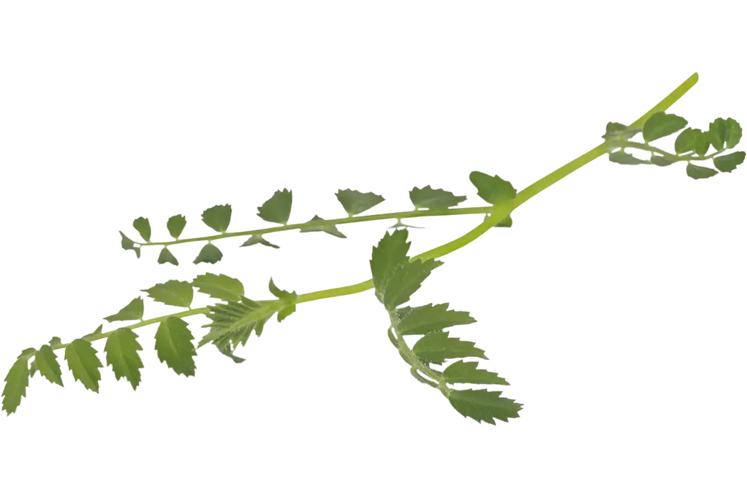 Hummus Leaves (130 blaadjes-schaal) stuk 1