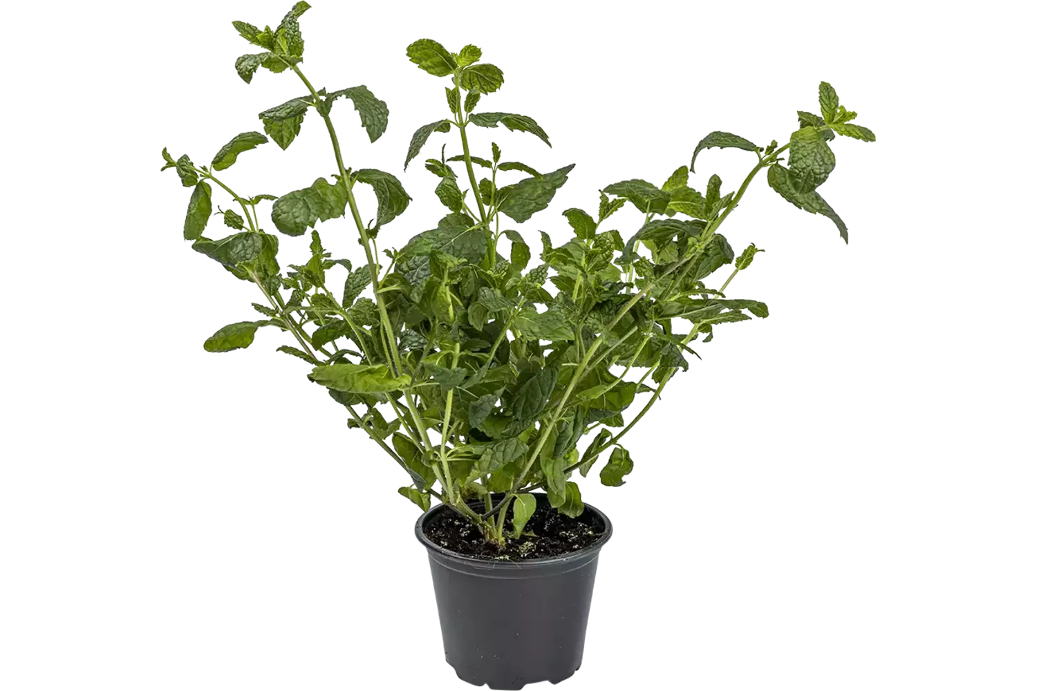 Indoor Munt in pot per stuk 1