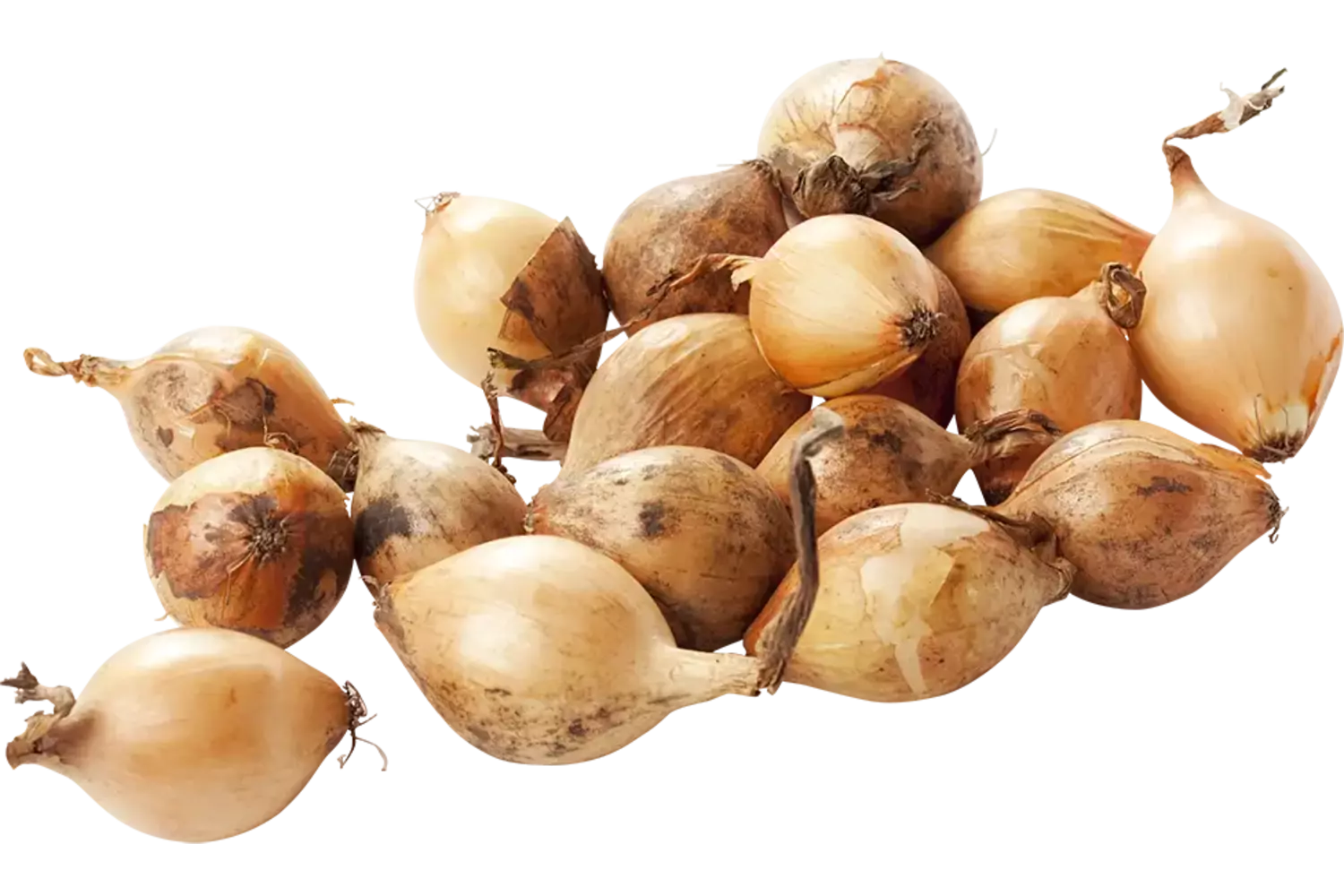 Zilveruien bruin verpakt 500gr stuk 1