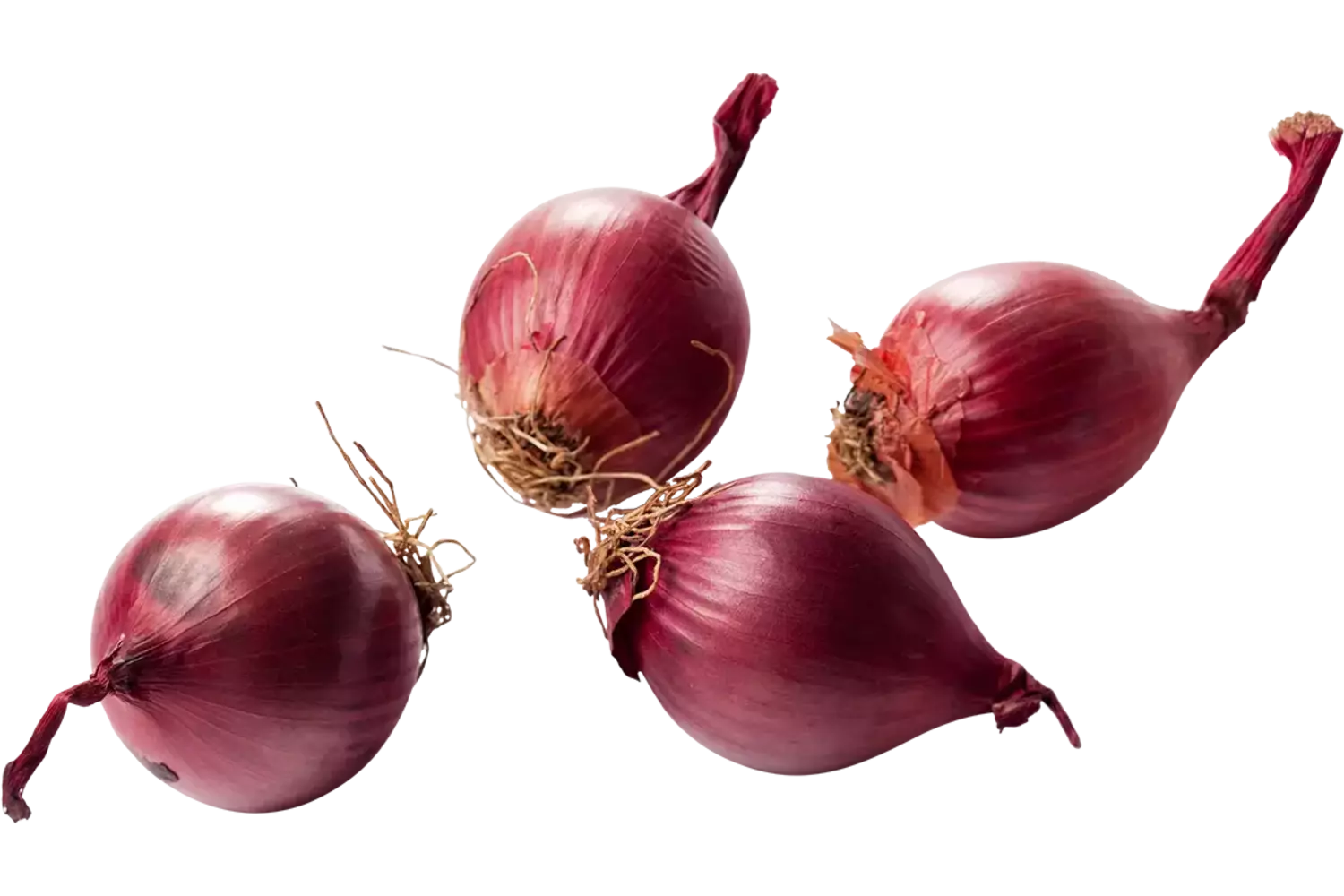Zilveruien rood verpakt 500gr stuk 1