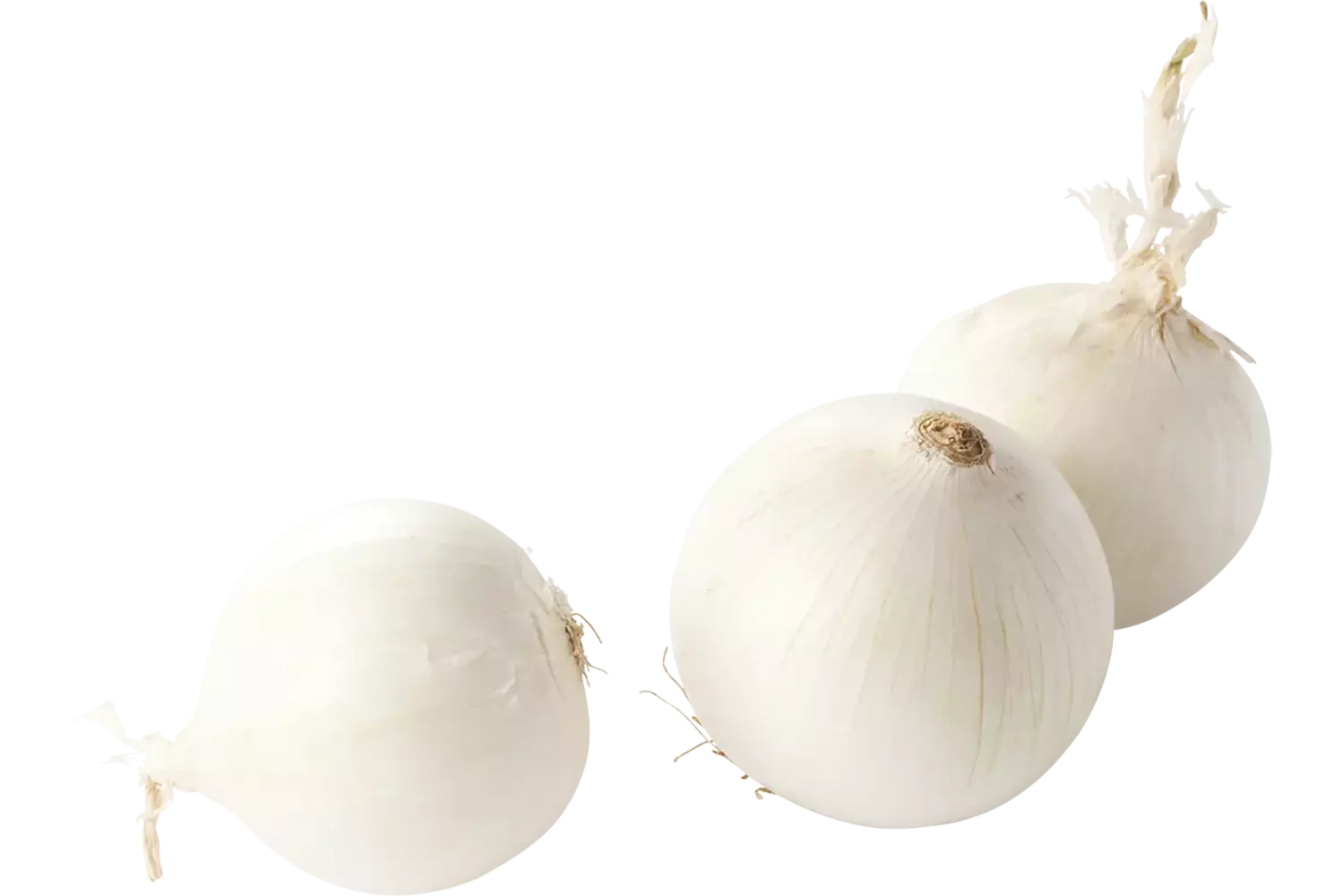 Witte uien verpakt 1kg stuk 1