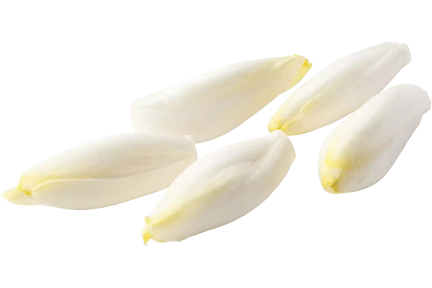 Witlof kort heel schoon zak 1kg stuk 1