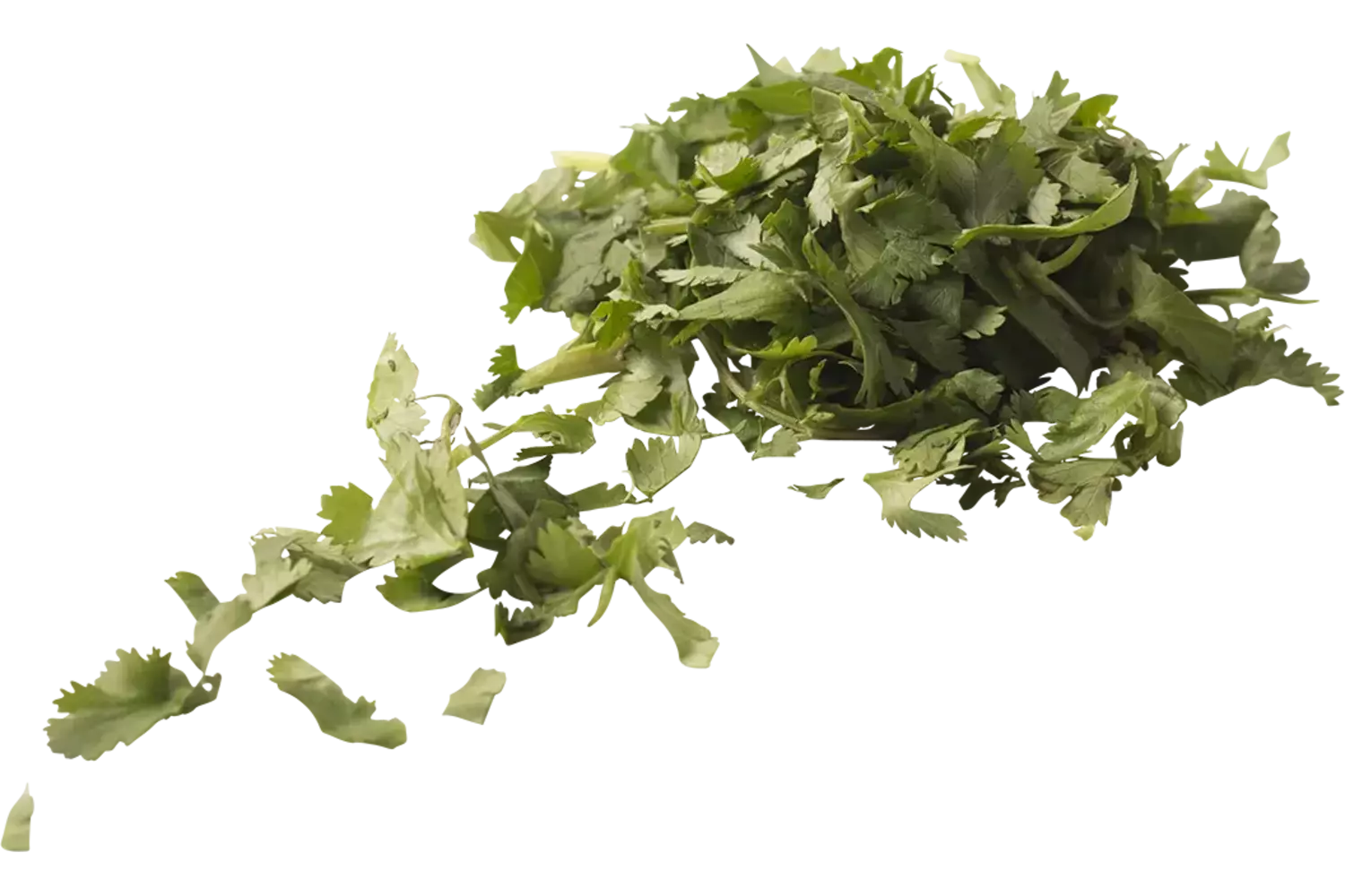 Koriander gesneden 5mm zak 100gr stuk 1