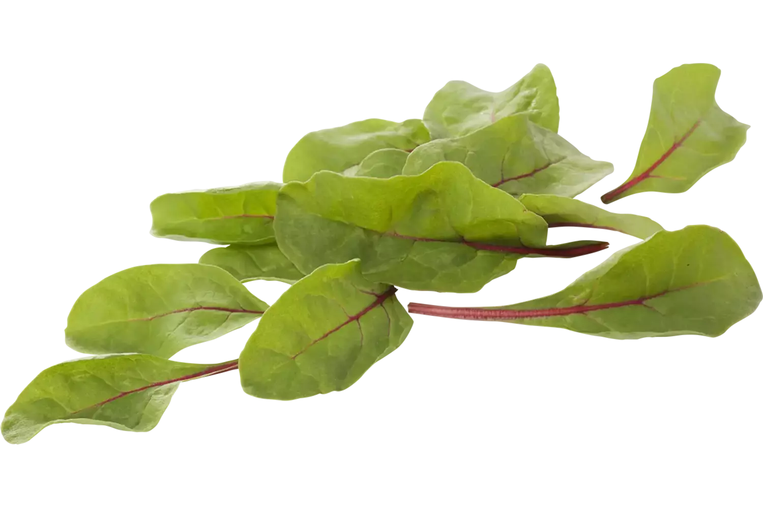 Red chard verpakt 125gr stuk 1