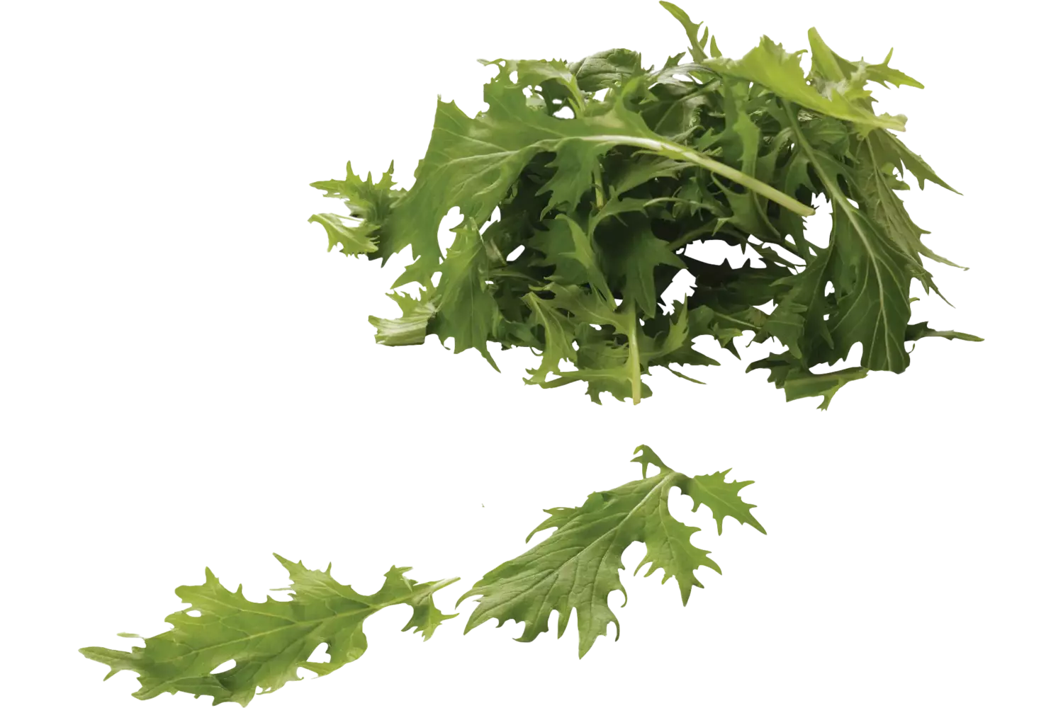 Mizuna groen verpakt 125gr stuk 1
