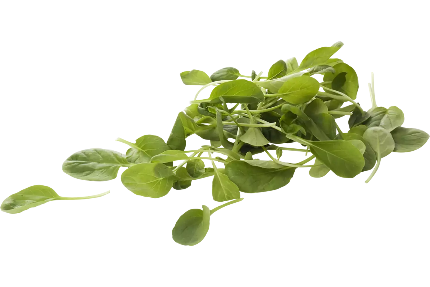 Tatsoi verpakt 125gr stuk 1