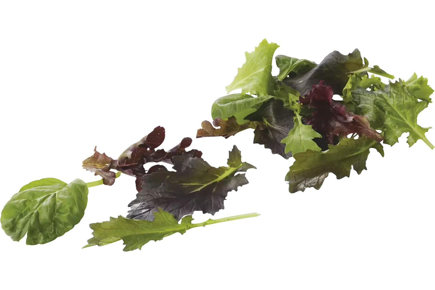 Mesclun verpakt 125gr stuk 1