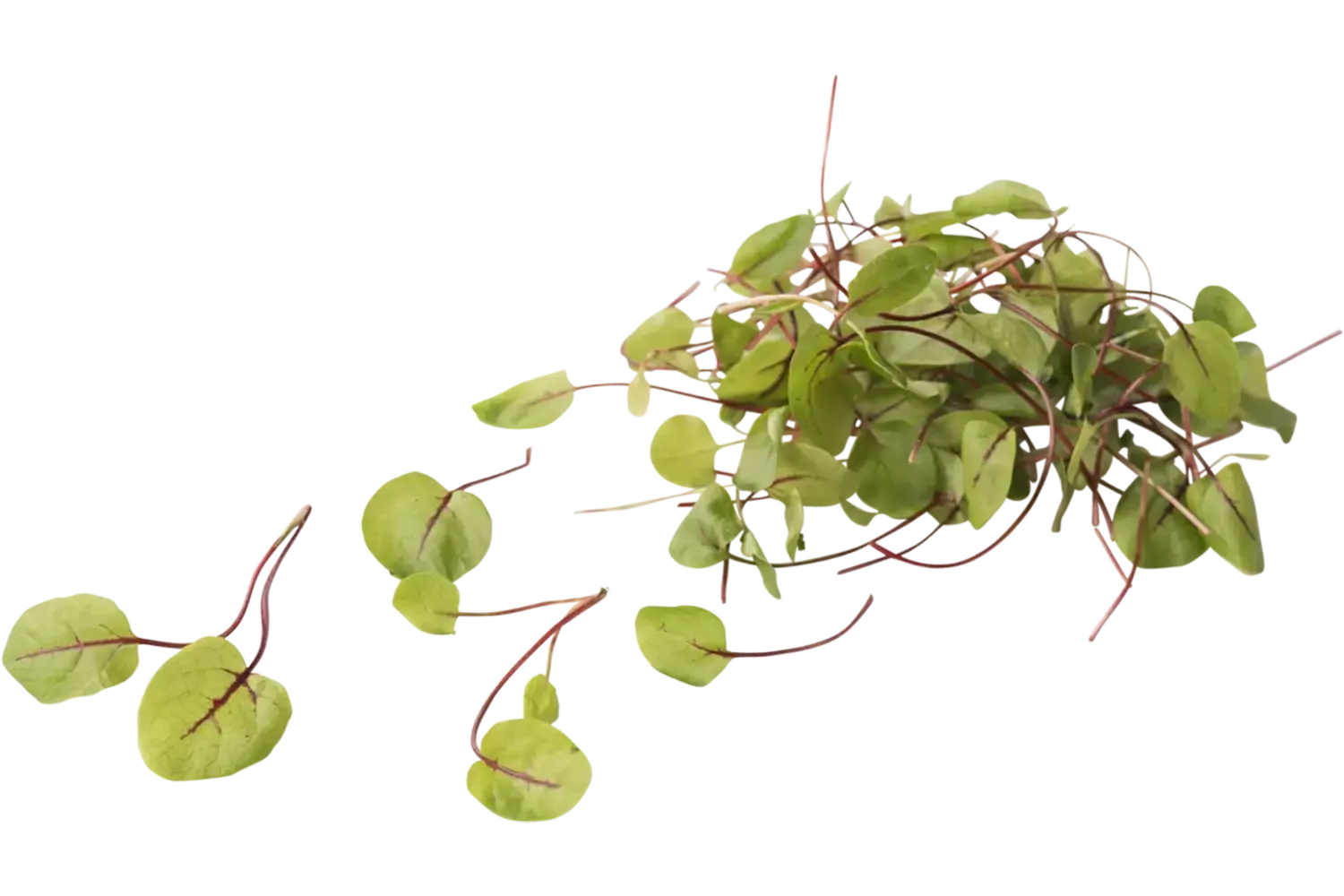 Mini zuring (Red Vein Sorrel) stuk 1