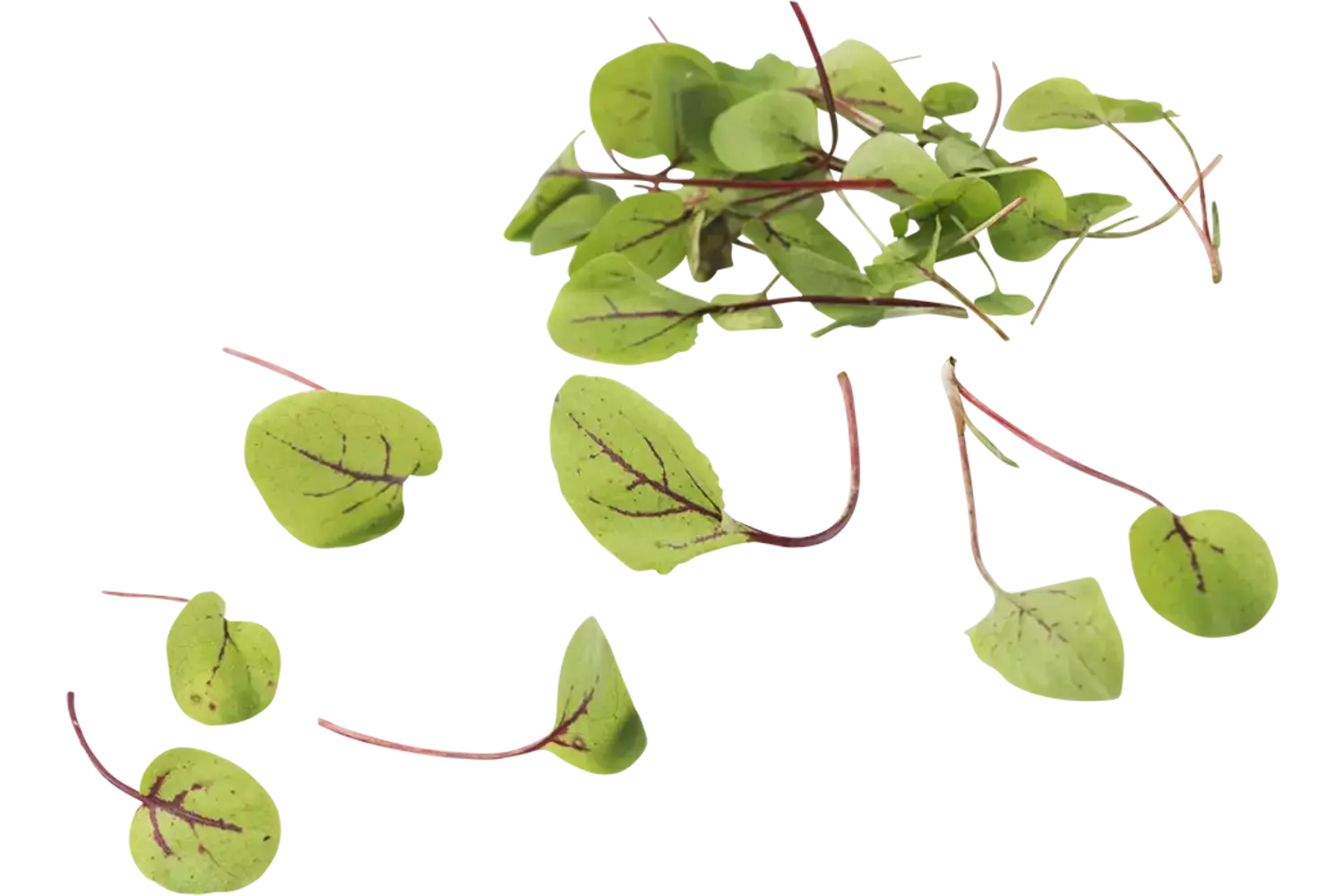 Micro Red Chard 25gr. stuk 1